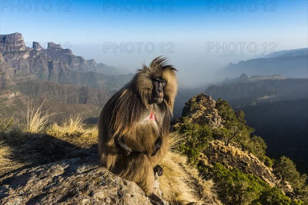 Male Gelada baboon