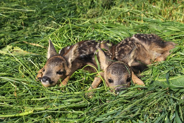 European roe deerkitze