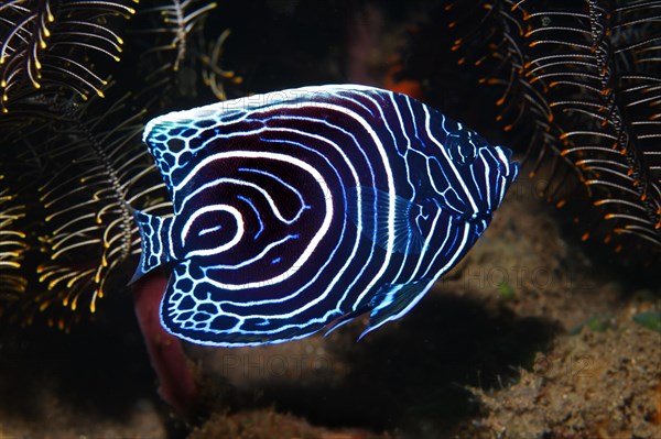 Emperor angelfish