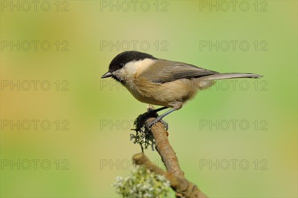 Willow tit