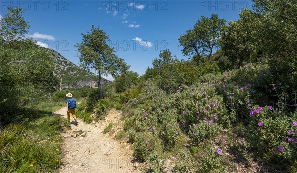 Hiker on a hiking trail