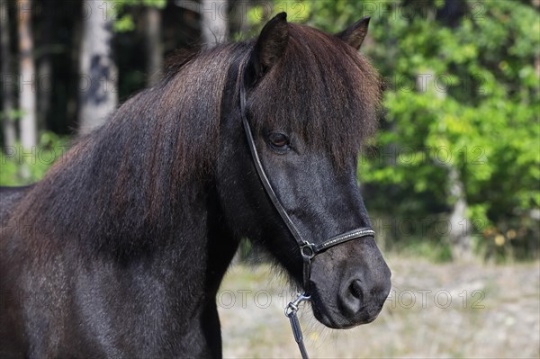 Icelandic horse