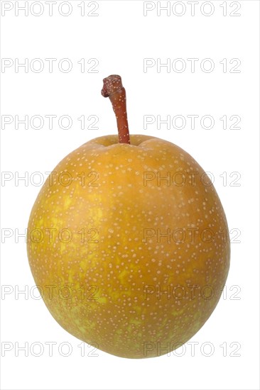 Pear variety Benita
