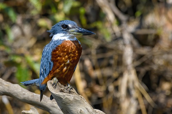 Ringed kingfisher