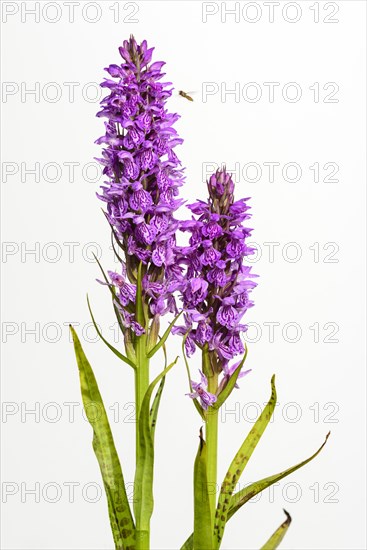 Southern marsh orchid