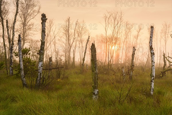 Dead birches in the rewetting area in the Goldenstedter Moor at sunrise