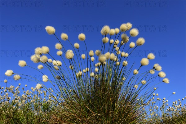 Fruitful cotton grass in spring in the moor