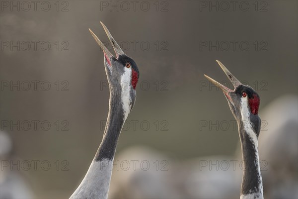 Cranes