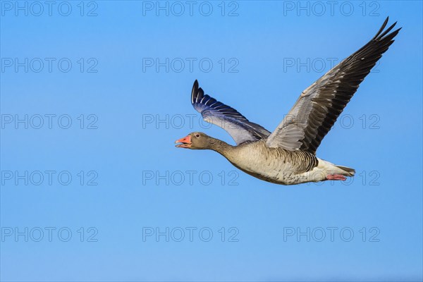 Flying Greylag goose