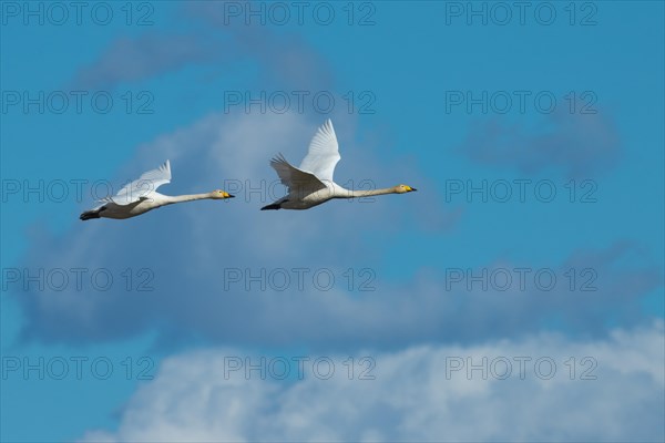 Flying Whooper swans