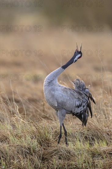 Crane