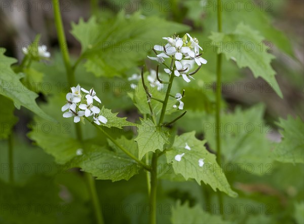 Garlic mustard