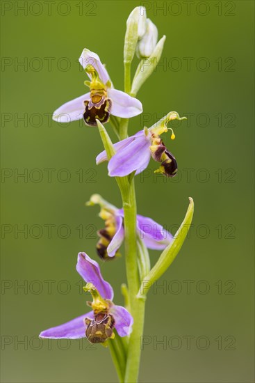 Bee orchid