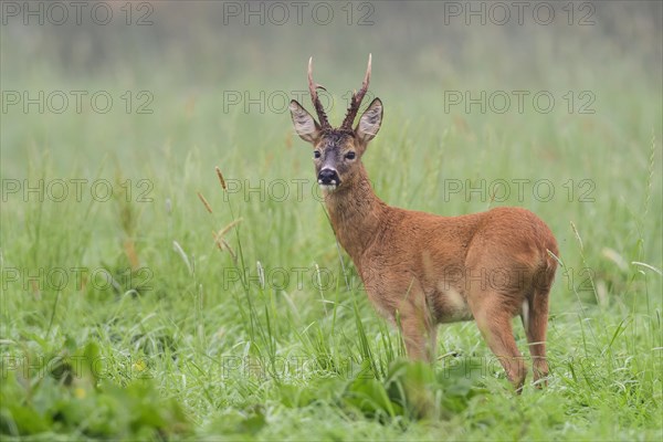 European roe deerbock