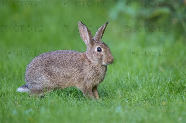 European rabbit