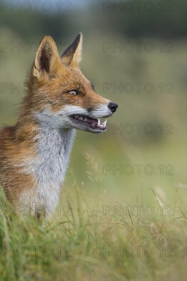 Red fox