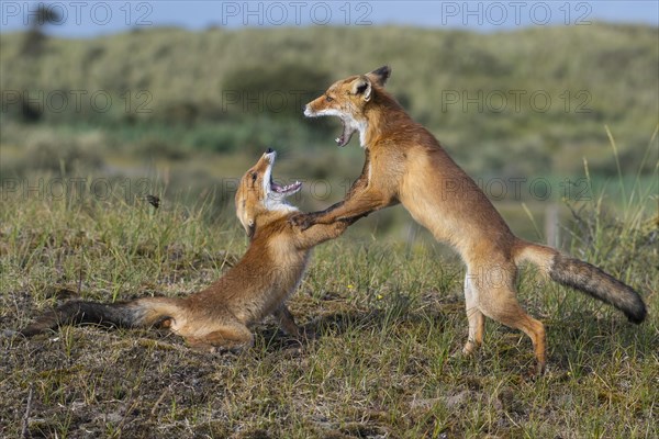 Two Red foxes