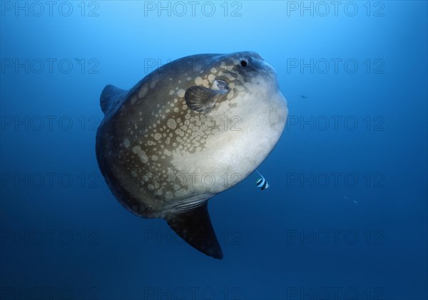 Ocean sunfish