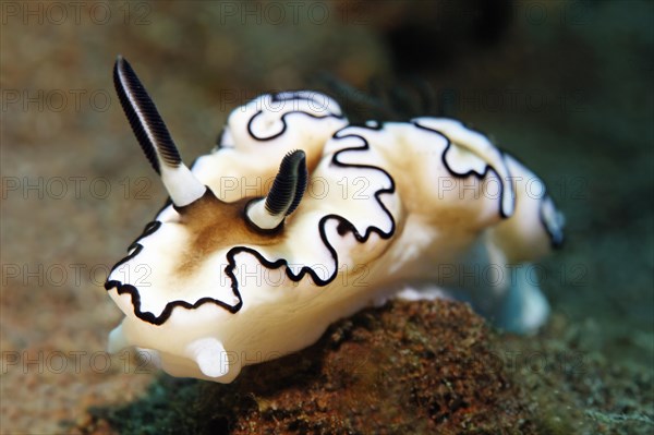 Dark Margin Glossodoris