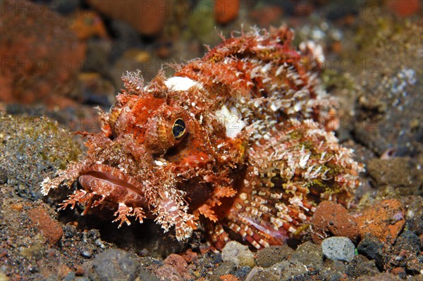 Tassled Scorpionfish