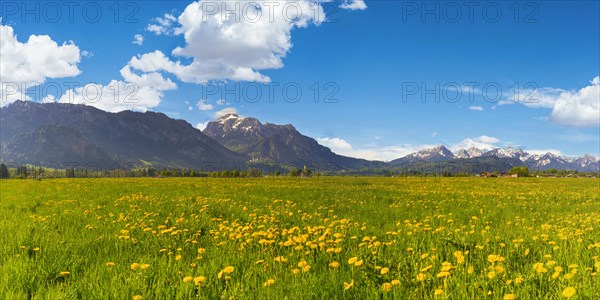 Blossoming dandelion meadow