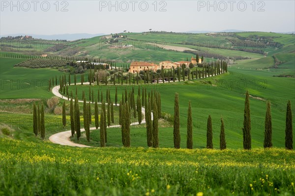 Curvy road with cypresses near Asciano