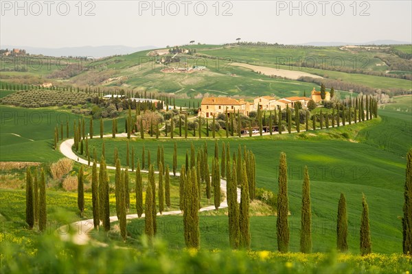 Curvy road with cypresses near Asciano