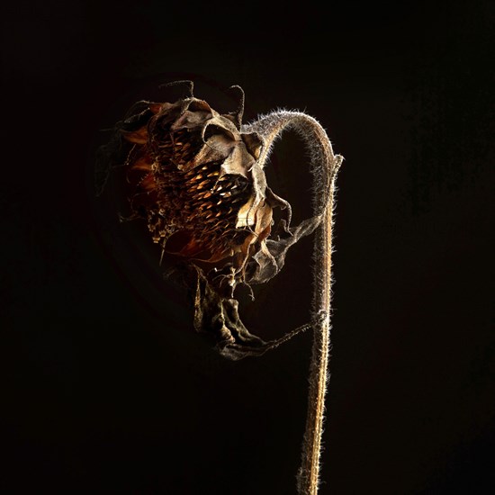 Dried sunflower on a black background