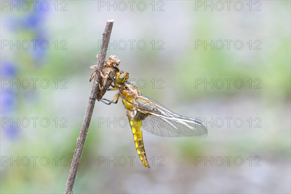 01_ (Libellula depressa)