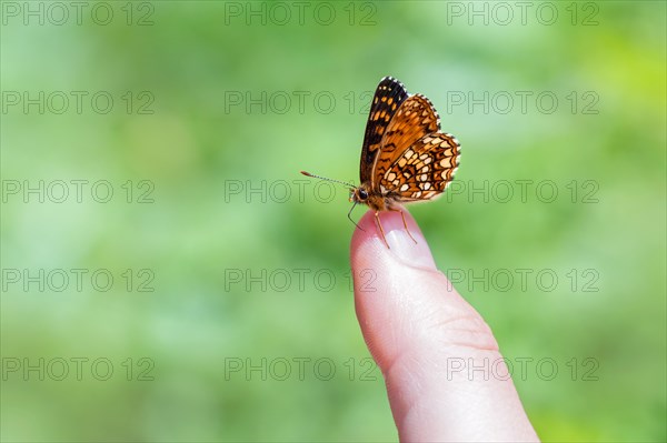 False Heath Fritillary (Melitaea diamina)