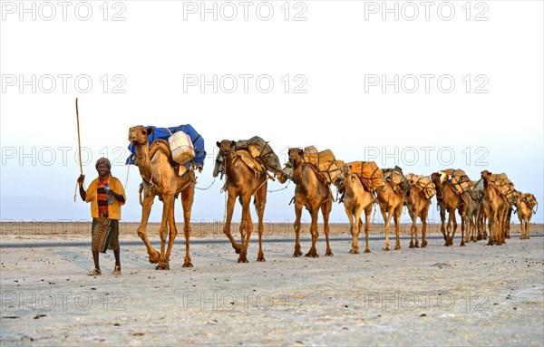 Caravan guide leads dromedaries loaded with rock salt plates across the Assale Salt Lake