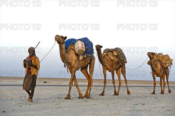 Caravan guide leads dromedaries loaded with rock salt plates across the Assale Salt Lake