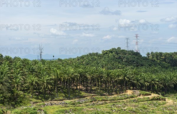 Commercial plantations with African oil palms ( Elaeis guineensis) have displaced the original tropical rainforest