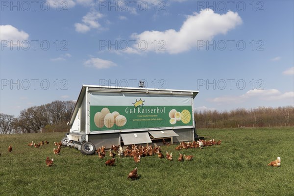 Mobile chicken house and chickens on the meadow