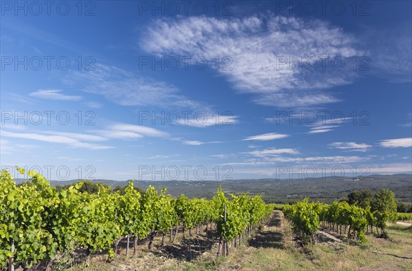 Vineyard