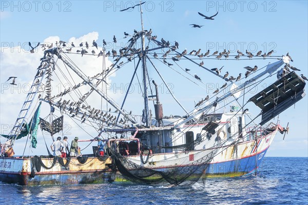 Fishing boat accompanied by a flock of birds