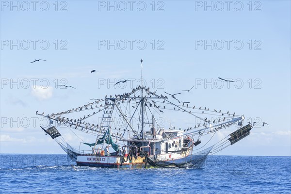 Fishing boat accompanied by a flock of birds