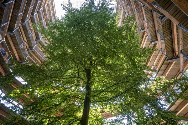 Tree top walk with copper beech (Fagus sylvatica)