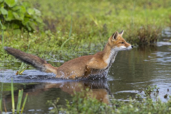 Red fox (Vulpes vulpes) crosses waters