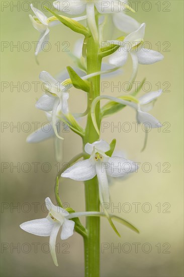 Lesser butterfly-orchid