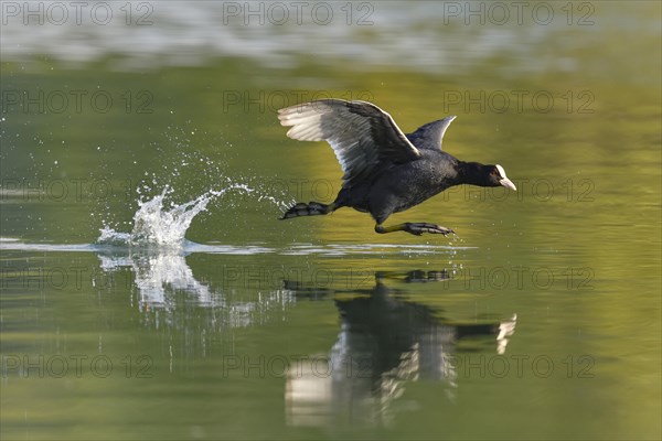 Common coot