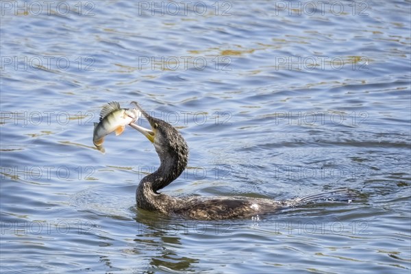 Great cormorant