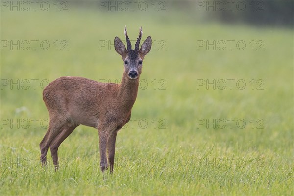 European roe deerbock