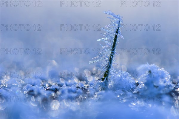 Ice crystals on a culm