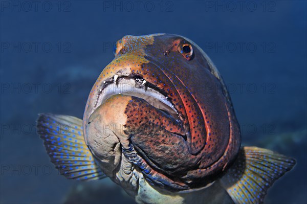 Blacksaddled coralgrouper