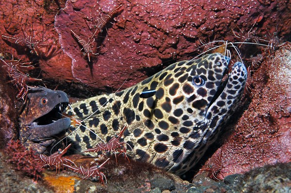 Laced moray