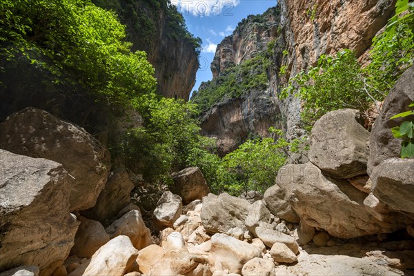 Green trees in the gorge