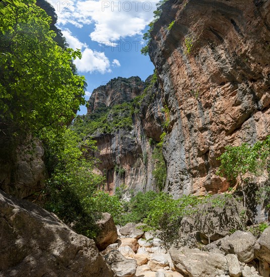 Green trees in the gorge