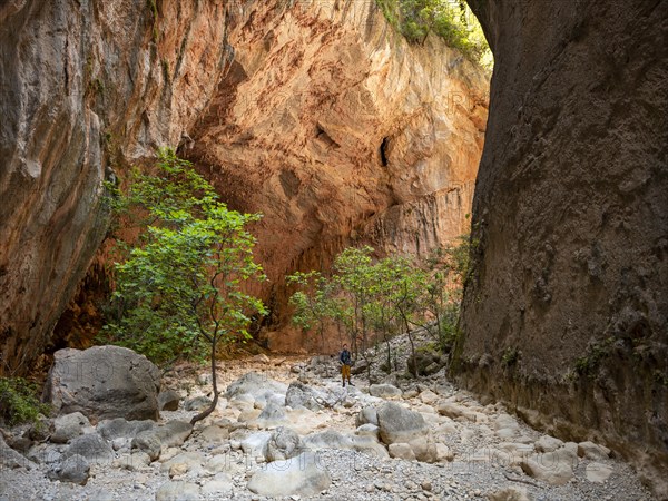 Green trees in the gorge