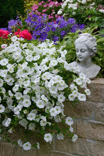 Flowering white Petunias